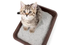 The invention of cat litter makes cats more comfortable
